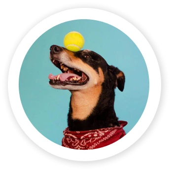 Dog balancing tennis ball