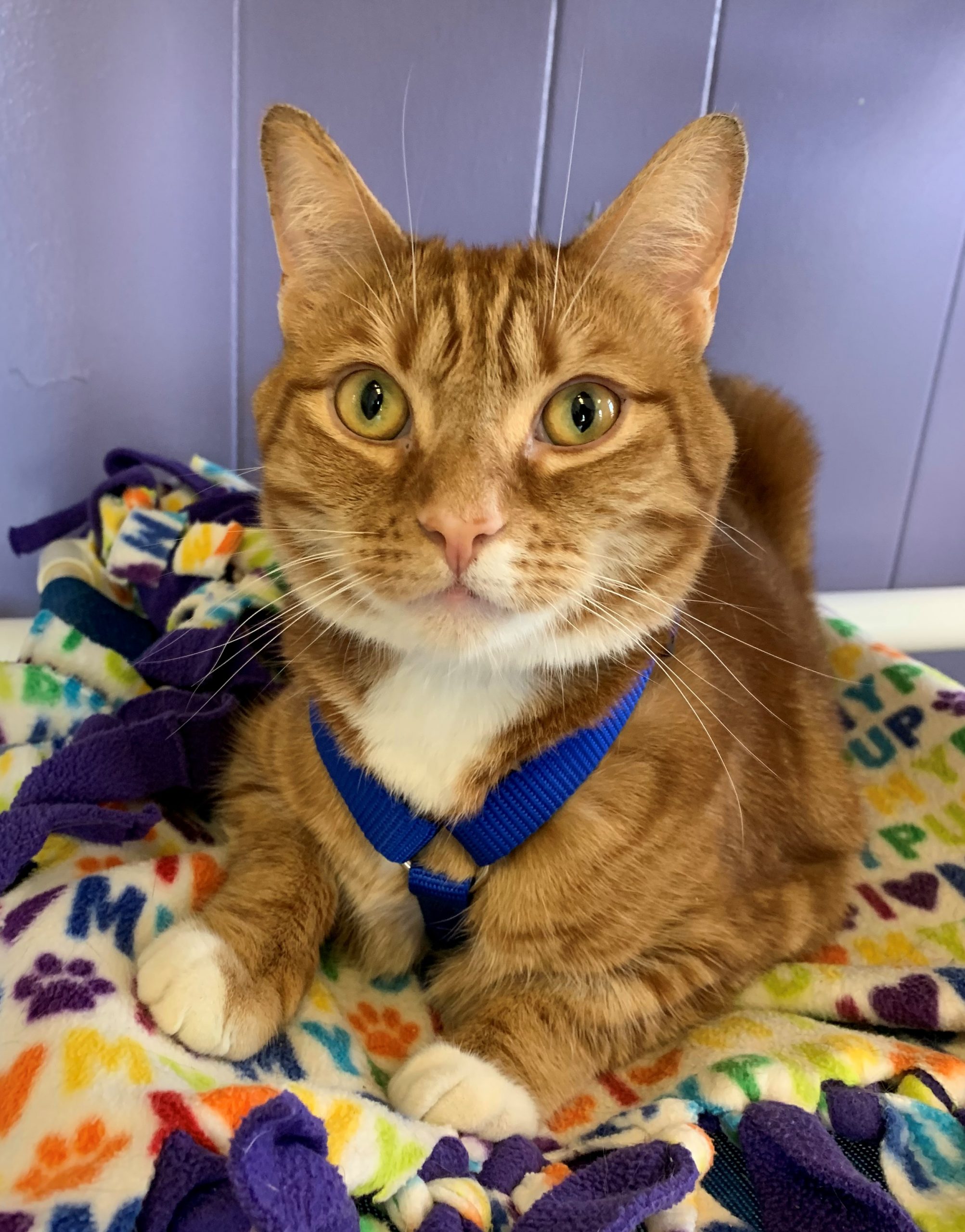 Adopt Your New Adventure Buddy, Clay! - Humane Fort Wayne