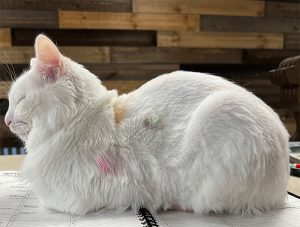 Sugar-Galaxy Grooming Cat